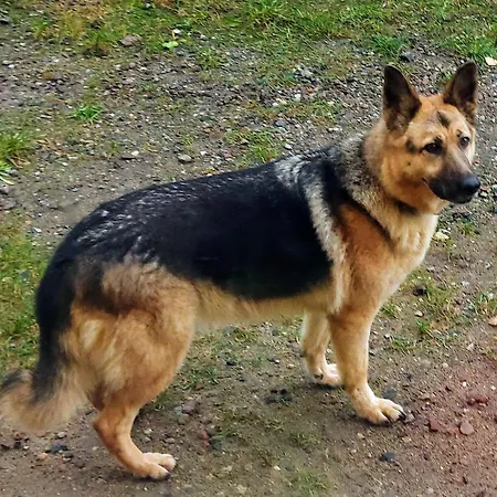 Zamkowisko 3* Golubie