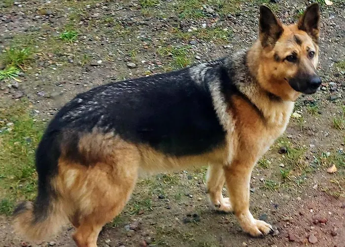 Zamkowisko 3* Golubie